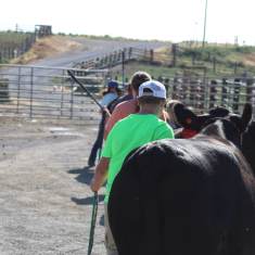 Kids practicing showing July 2019-1